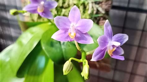 eq蝴蝶蘭|蘭花的故事: Phalaenopsis equestris 姬蝴蝶蘭